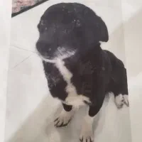 گمشده|حیوانات|شاندیز, |دیوار