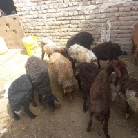 فروش گوسفند