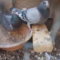 سه جفت جفت مسافتی به شرط|پرنده|برازجان, |دیوار