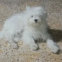 واگذاری سگ پاکوتاه|سگ|بهبهان, |دیوار