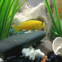 ماهی گوشت خار معاوزه با گیاه خار