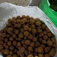 گردوپوست گرفته مغزسفید