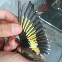 سهره|پرنده|ورامین, ورامین|دیوار