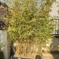 نی خیزران|گل و گیاه طبیعی|تهران, جنت‌آباد جنوبی|دیوار