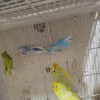 طوطی برزیلی،مرغ عشق اسپانگل،مرغ عشق با جوجه