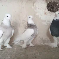 کبوتر طوقی  نر و ماده|پرنده|قم, کلهری|دیوار