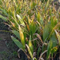 گل پالم واشنگتن نایلکسی