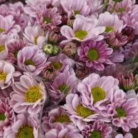 نیرو ی خانم برای تمیز کاری و دسته بندی گل شاخه ای