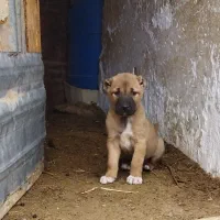 سگهای  سرابی، کانگال