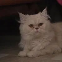 واگذاری گربه پرشین سوپر فلت