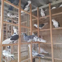 کبوتر کفتر مایه