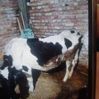 گاوماده آبستن