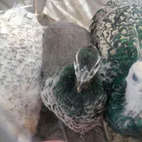 خروس وطاووس|حیوانات مزرعه|بیرجند, |دیوار