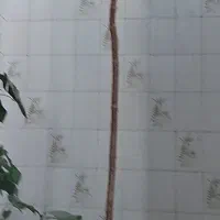 گل مطبق ۳متری