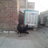 بوقلمون ماده ۲ساله از بهترین جنس تخم گذار