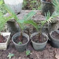 سیکاس|گل و گیاه طبیعی|رشت, حومه رشت|دیوار