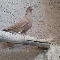 کفتر زرد|پرنده|تایباد, |دیوار