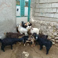 10عدد چپیش نر وماده برای نگه داشتن وزن 11کیلو