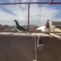 چپ سیاه|پرنده|شیراز, کوشک میدان|دیوار