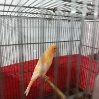 چهار عدد جوجه قناری ریزه خون رد فاکتور