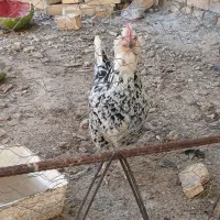 مرغ‌گلین