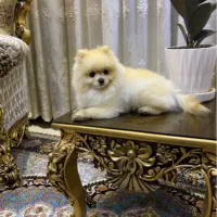 واگذار سگ پامر(پامرانین)آگهی را بخوانید|سگ|یزد, |دیوار