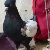 سینه تافته ای وتعداد۶عدد سینه سیاه فوق العاده|پرنده|مرودشت, ابوذر شمالی|دیوار