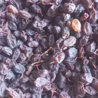 کشمش انگورجلوآفتاب خشک شده