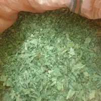 کرفس کوهی کلوس کوهی موسیرخشک