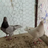 کفتر و جوجه|پرنده|هشتگرد, قاسم آباد بزرگ|دیوار