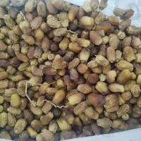 کنگه