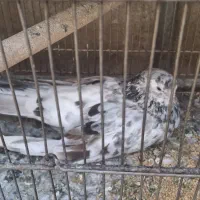 کبوتر نوک قنار سرور|پرنده|تهران, گرگان|دیوار