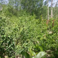 باغبانی درختکاری