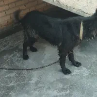 سگ ژرمن