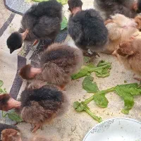 جوجه اردک محلی و جوجه گردن لختی یا گلابی