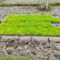 تیم نشا  100تا باکس هاشمی درجه یک