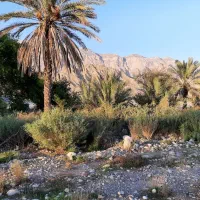 زمین کشاورزی ، روستای چاهستان|فروش دفتر صنعتی، کشاورزی، تجاری|تخت, |دیوار