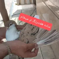 ساده هفت‌رنگ نرر