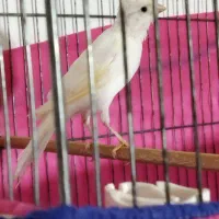 قناری نر سفید بخان ۴دانگ