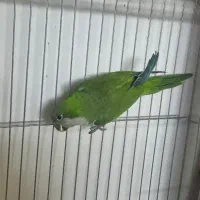 راهب سبز نر مست با تست جنسیت فروش فوری