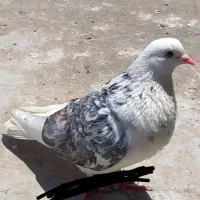 گمشده در سراسیاب