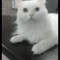 گربه ماده جهت جفگیری