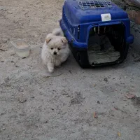 فروش توله پامر