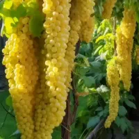 انگور عسگری|خوردنی و آشامیدنی|مشهد, فرخد|دیوار