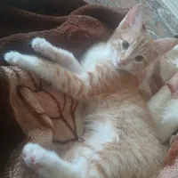 واگذاری بچه گربه