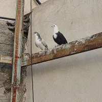 کفتر کلاغ کربلایی ساده سبز به شرط