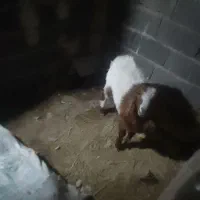 بز ماده|حیوانات مزرعه|قوچان, |دیوار