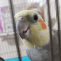 عروس هلندی با جوجه