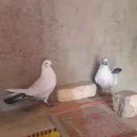 کفتر تهرانی واصفهانی|پرنده|برخوار, |دیوار