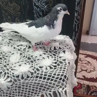 کفتر رنکه